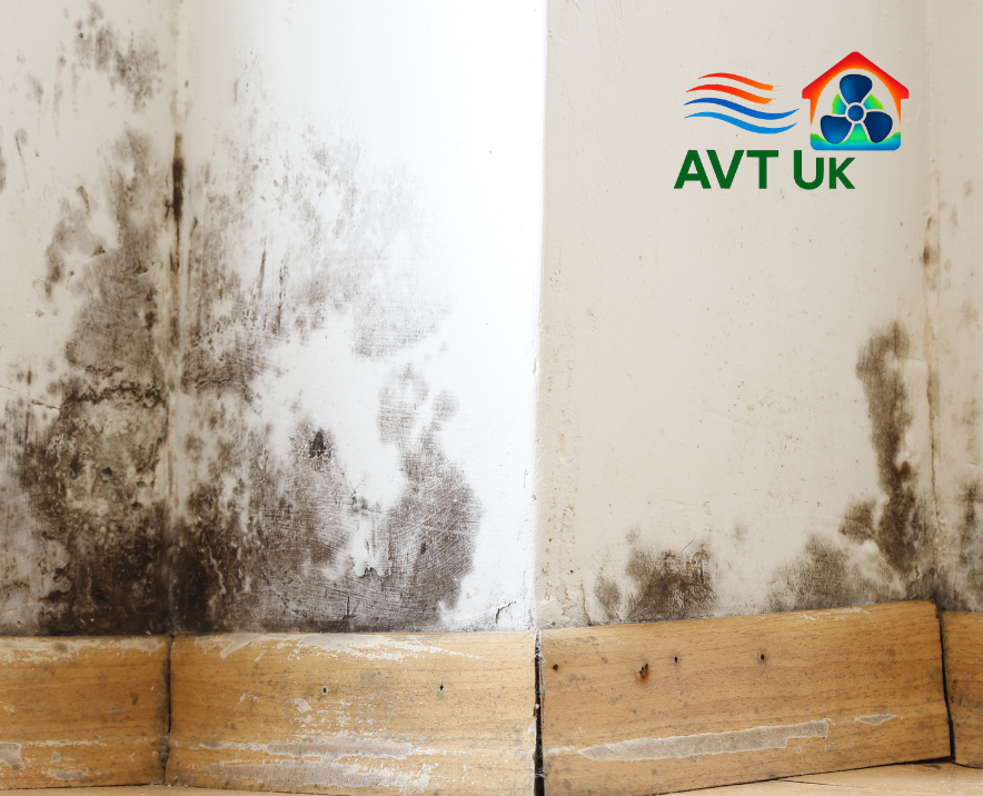 damp and mould in rental property damp and mould in rental property